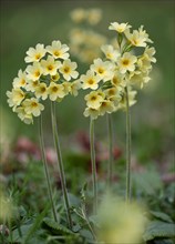 Forest Cowslip