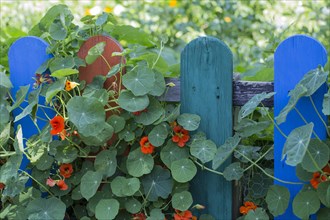 Nasturtium on garden fence