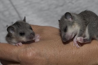 Two hand-reared dormice