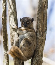 Red-tailed Sportive Lemur