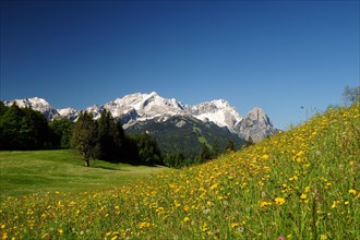 Spring meadow