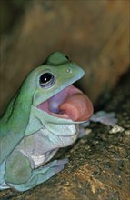 WHITE Australian green tree frog