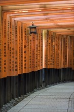 Lantern along a path lined with torii gates