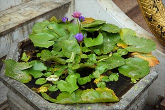 Lotus blossoms in stone water basin