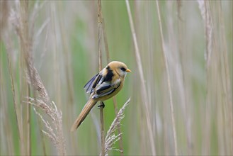 Bearded reedling