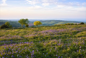 Bluebells on Cothelstone Hill in the Quantock Hills overlooking the Bristol Channel