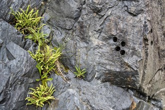 Drill holes in the rock face for placing explosives at Ballachulish slate quarry in Lochaber