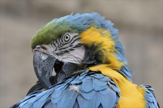 Blue-yellow macaw