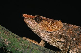 Short horned chameleon