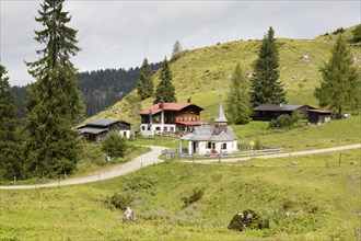 Alpine pasture