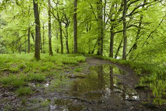 A path through a deciduous wood on the banks of the River Barle in spring in Exmoor National Park near Dulverton