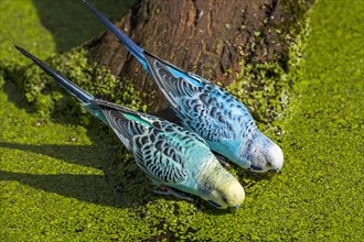 Two blue budgerigars