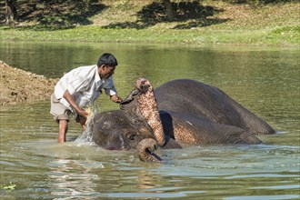 Mahout washing his Indian elephant