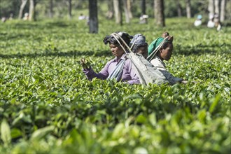 Indian woman picking tea leaves