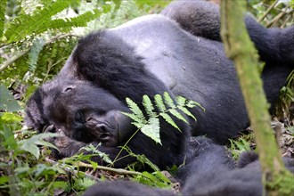 Male silverback Mountain gorilla