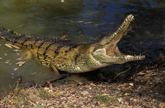 Australian feeder crocodile