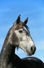 Lipizzaner horse