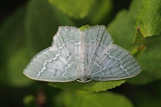 Blueberry green moth
