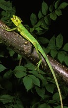 Casqued Iguana