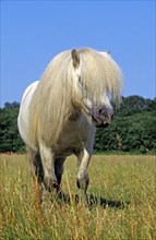 Schteland Pony