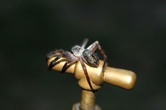Spider on tap