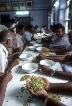 Quality of cardamom being assessed in cardamom auction centre at Bodinayakanur in Tamil Nadu