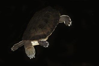 Hilaire's sideneck turtle