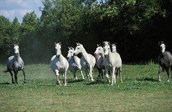 Lipizzaner horses