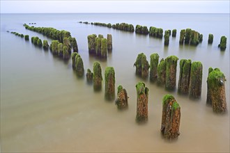 Algae-covered groynes in the early morning on the beach of Rantum
