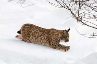 Juvenile one-year-old Eurasian lynx