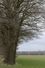 English oaks