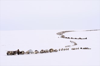 Nenets shepherds on their spring migration in the tundra with a sledge pulled by Reindeer
