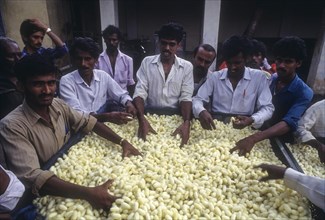 Quality of Silk Cocoons being assessed in the Government Cocoon Market at Ramanagaram