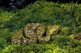 CHINESE KING RATSNAKE elaphe carinata