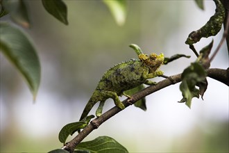 Jackson's horned chameleon