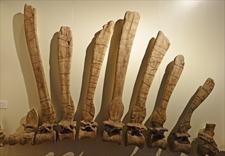 Spine and back bones of a Spinosaurus egyptiacus