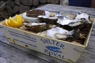 6 fresh oysters