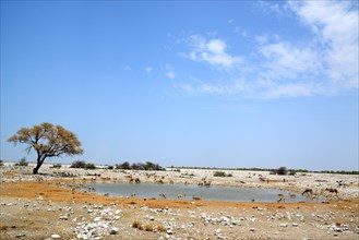 Okaukuejo waterhole in the dry season with different drinking cards