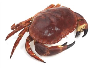 Fresh edible crab