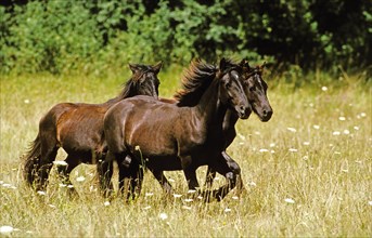 Merens horses