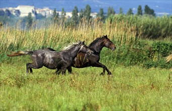 LIPIZZAN HORSE