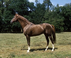 ARAB HORSE