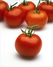 (Lycopersicon esculentum), tomato, tomatoes, nightshade family, RED TOMATOES against white