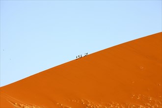 Sand dunes in the Namib Naukluft Park