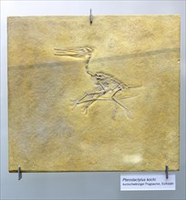 Fossilisation of a short-tailed pterosaur