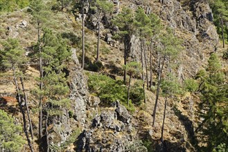 Stone Pine