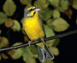 Yellow Fronted Canary