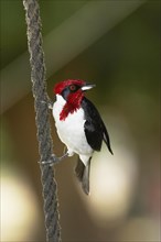 The red capped cardinal
