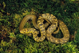 CHINESE KING RATSNAKE elaphe carinata