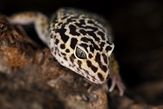 LEOPARD Leopard gecko